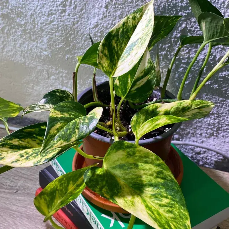 Nõelköis taim / Epipremnum aureum (Golden photos) plant