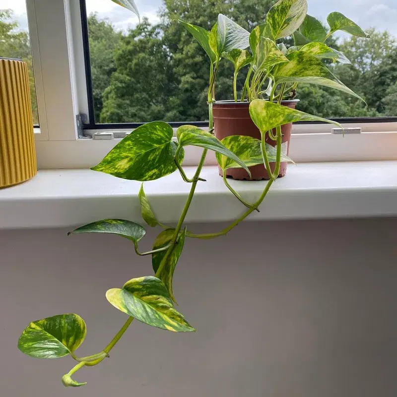 Nõelköis taim / Epipremnum aureum (Golden photos) plant