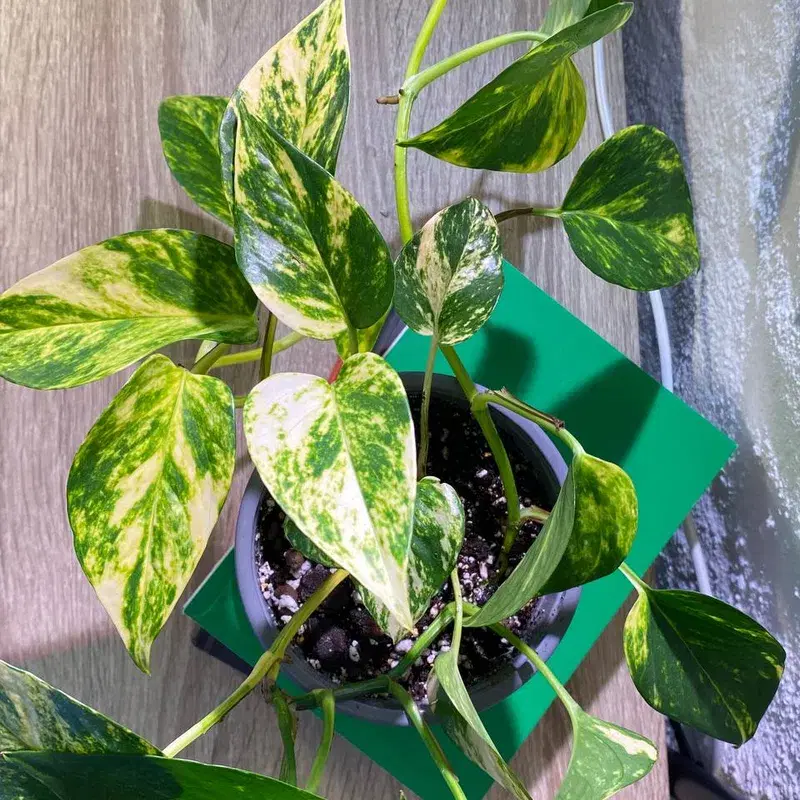 Nõelköis taim / Epipremnum aureum (Golden photos) plant