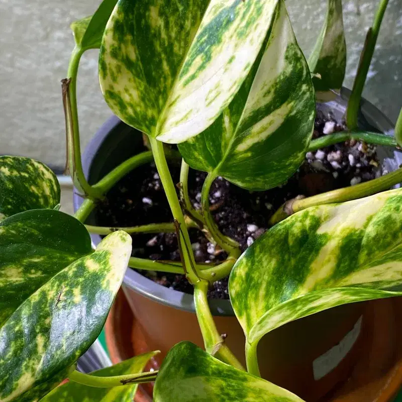 Nõelköis taim / Epipremnum aureum (Golden photos) plant