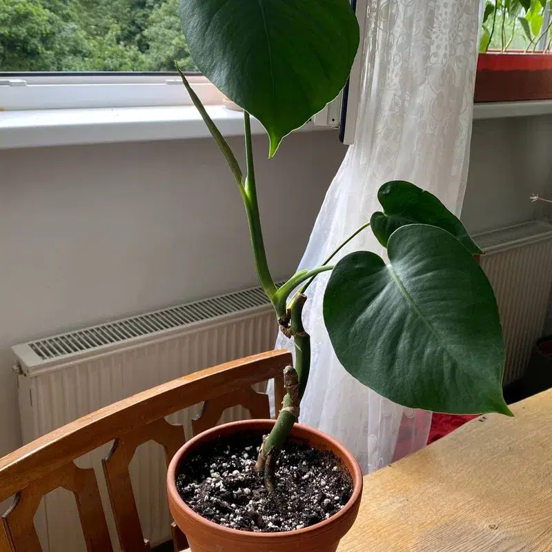 Monstera plant in terracotta pot / monstera toataim