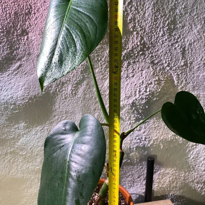 Monstera plant in terracotta pot / monstera toataim