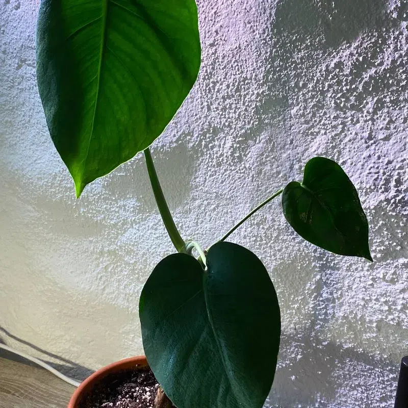 Monstera plant in terracotta pot / monstera toataim