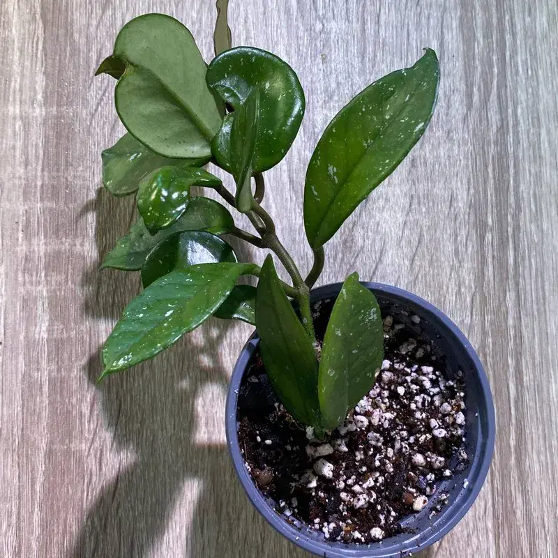 Hoya carnosa house plant / harilik vahalill toataim