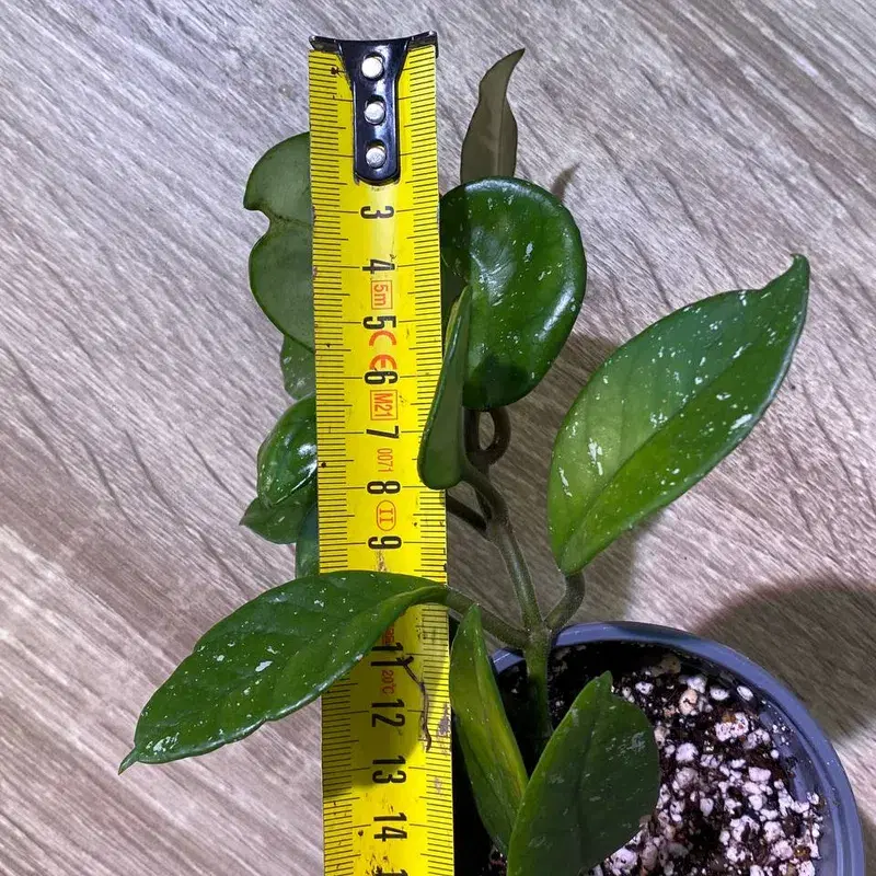 Hoya carnosa house plant / harilik vahalill toataim