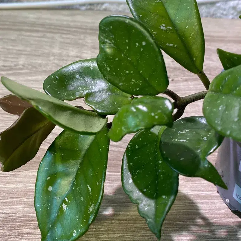 Hoya carnosa house plant / harilik vahalill toataim