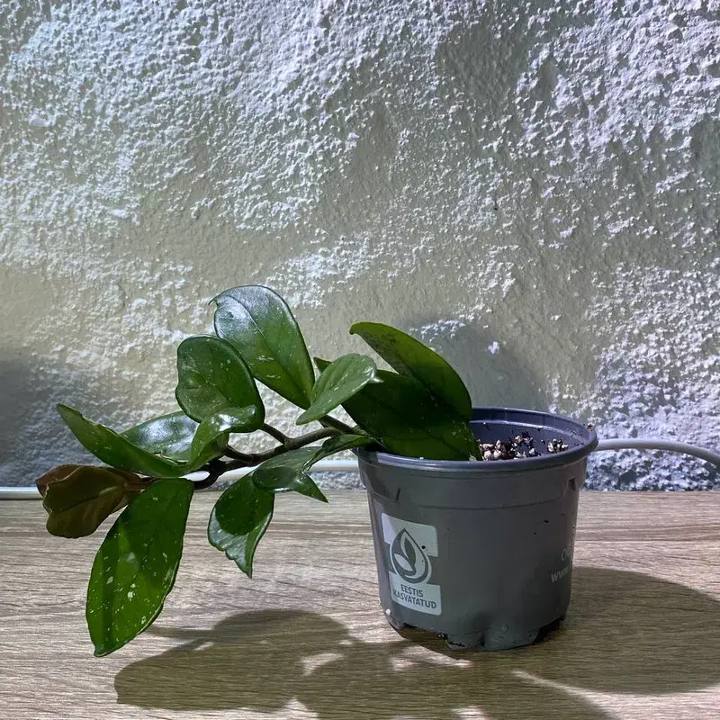 Hoya carnosa house plant / harilik vahalill toataim