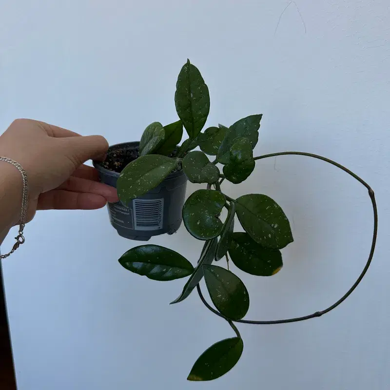 Hoya carnosa house plant / harilik vahalill toataim