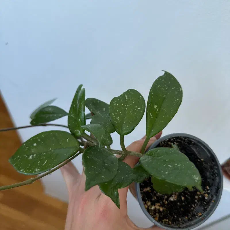 Hoya carnosa house plant / harilik vahalill toataim