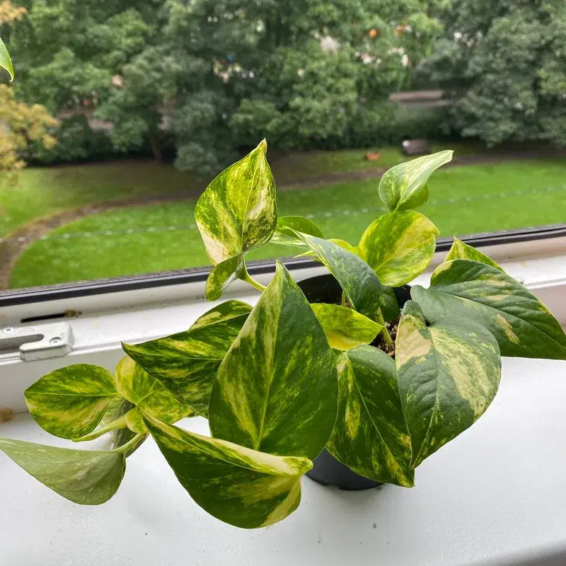 Nõelköis taim / Epipremnum aureum (Golden photos) plant