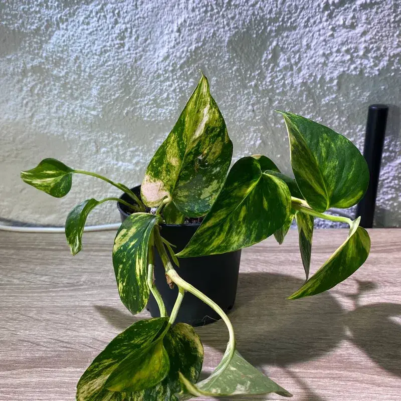 Nõelköis taim / Epipremnum aureum (Golden photos) plant