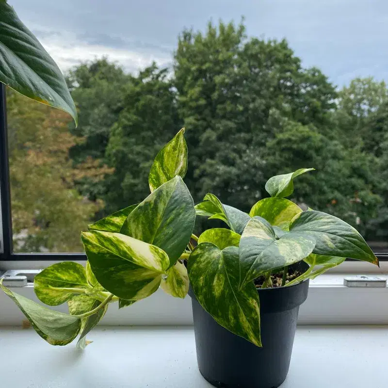 Nõelköis taim / Epipremnum aureum (Golden photos) plant