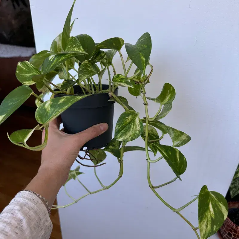 Nõelköis taim / Epipremnum aureum (Golden photos) plant