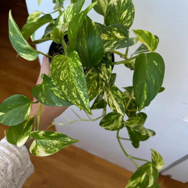 Nõelköis taim / Epipremnum aureum (Golden photos) plant