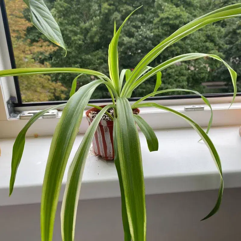 Spider plant