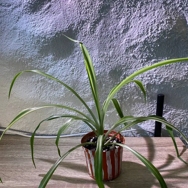 Spider plant