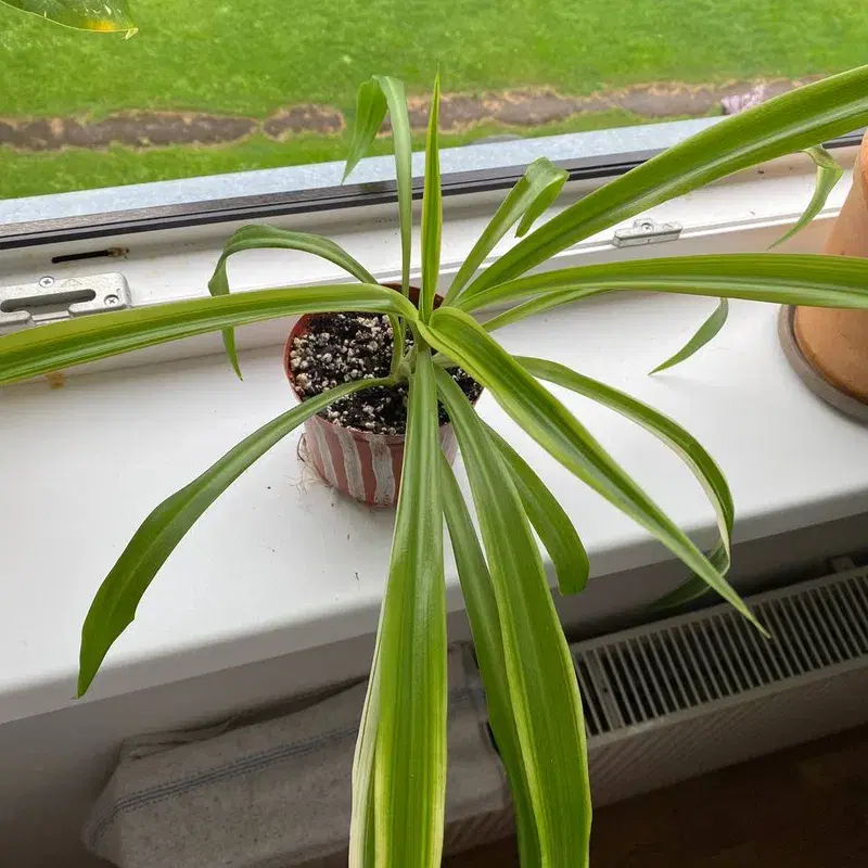Spider plant