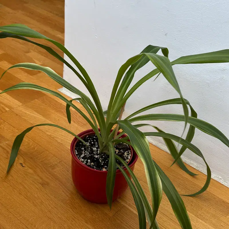 Spider plant