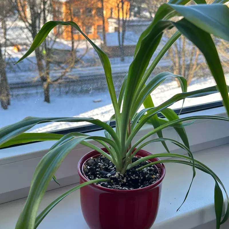 Spider plant
