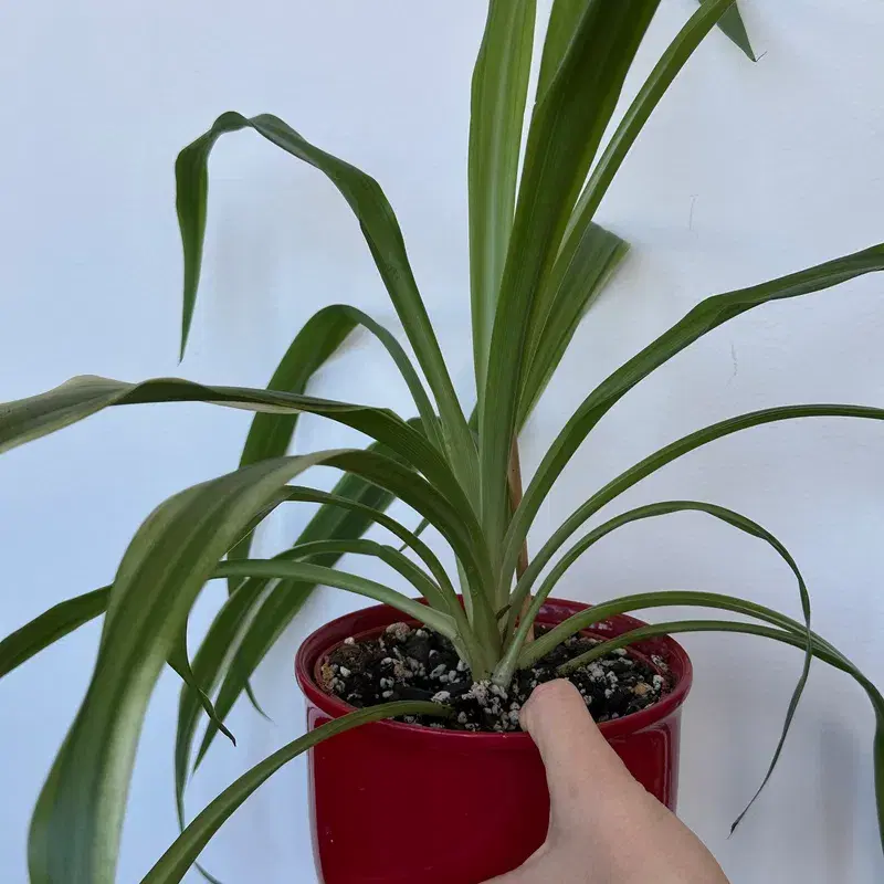Spider plant