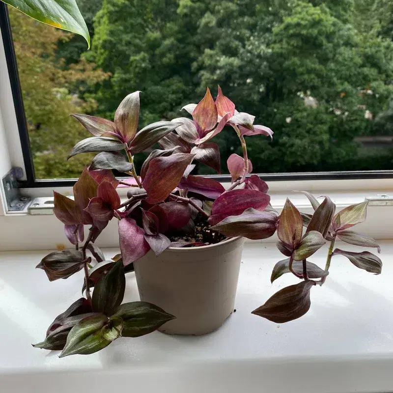 Tradescantia plant / toataim