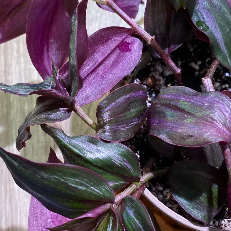 Tradescantia plant / toataim