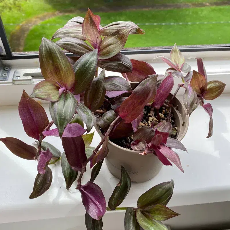 Tradescantia plant / toataim