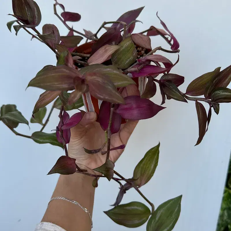 Tradescantia plant / toataim