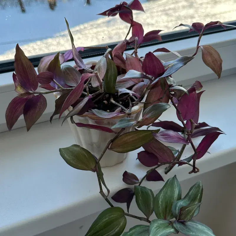 Tradescantia plant / toataim