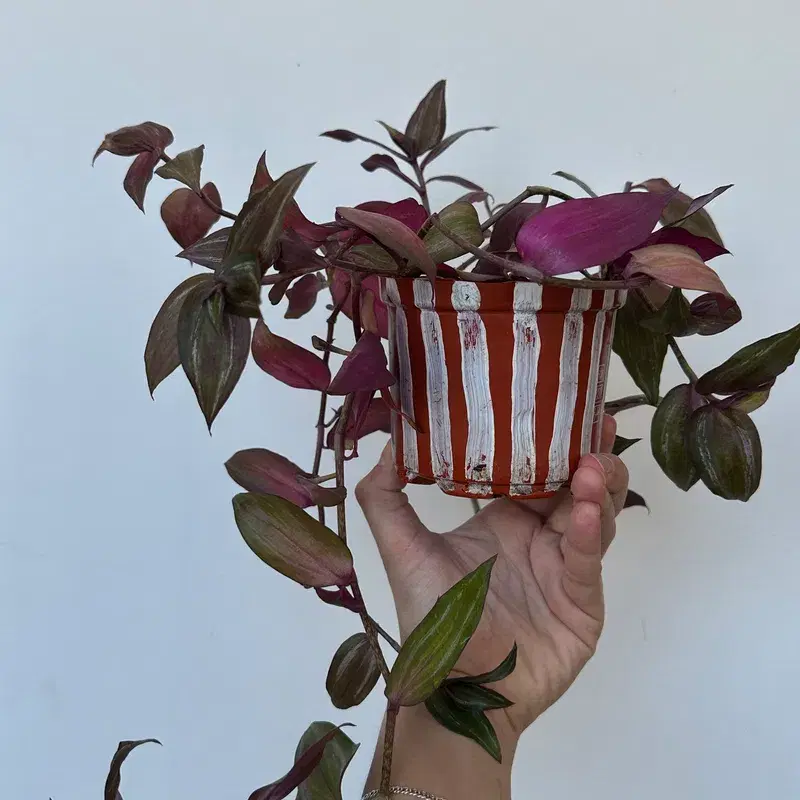 Tradescantia plant / toataim