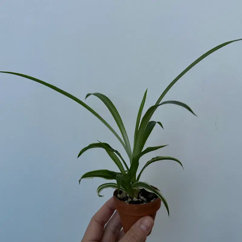 Mini spider plant 2