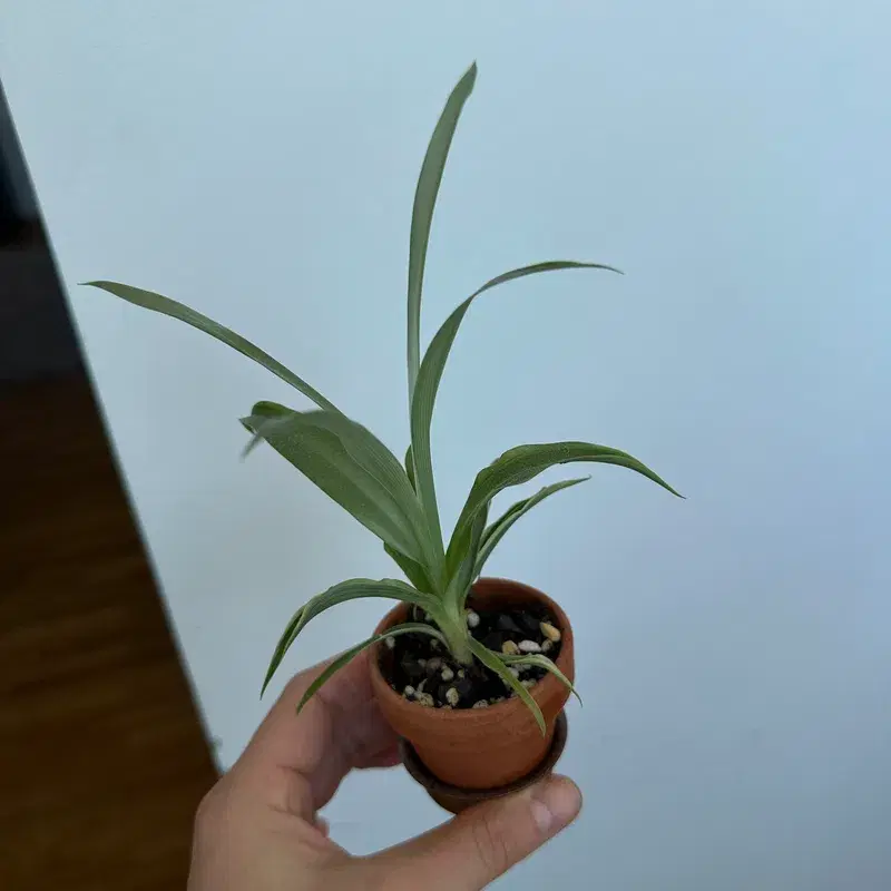 Mini spider plant