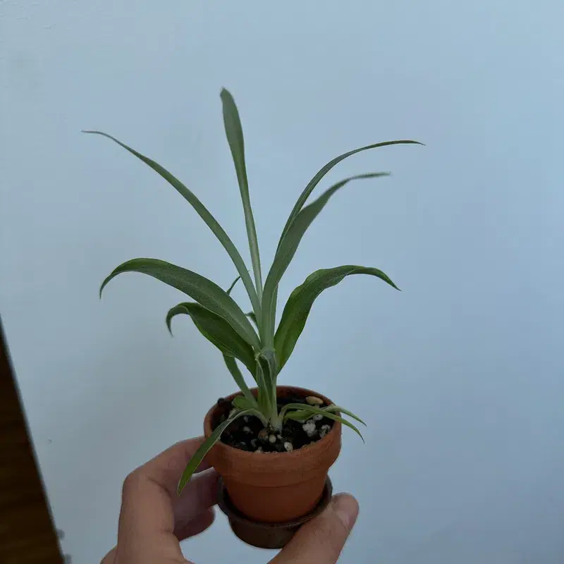 Mini spider plant