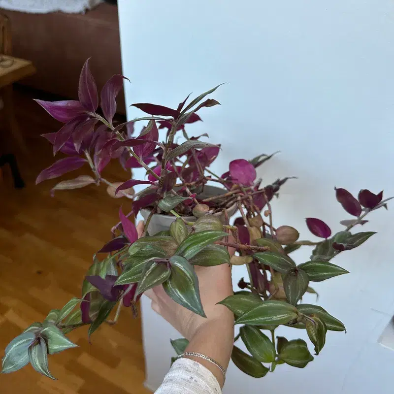 Tradescantia
