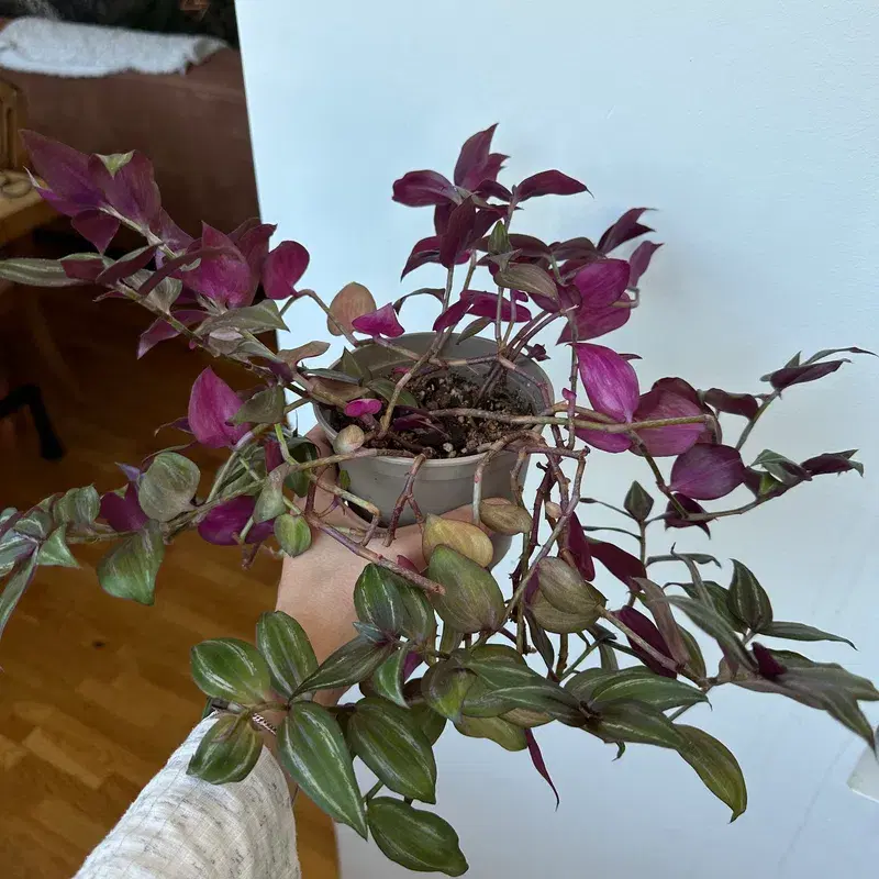 Tradescantia